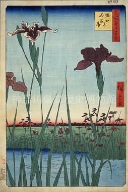 名所江戸百景 堀切の花菖蒲