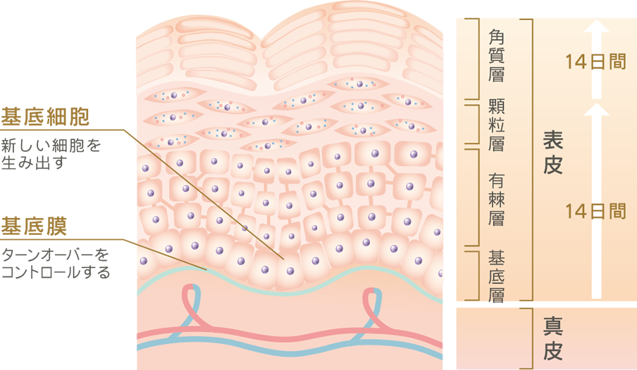 PROGRAM28 | シャンソン化粧品