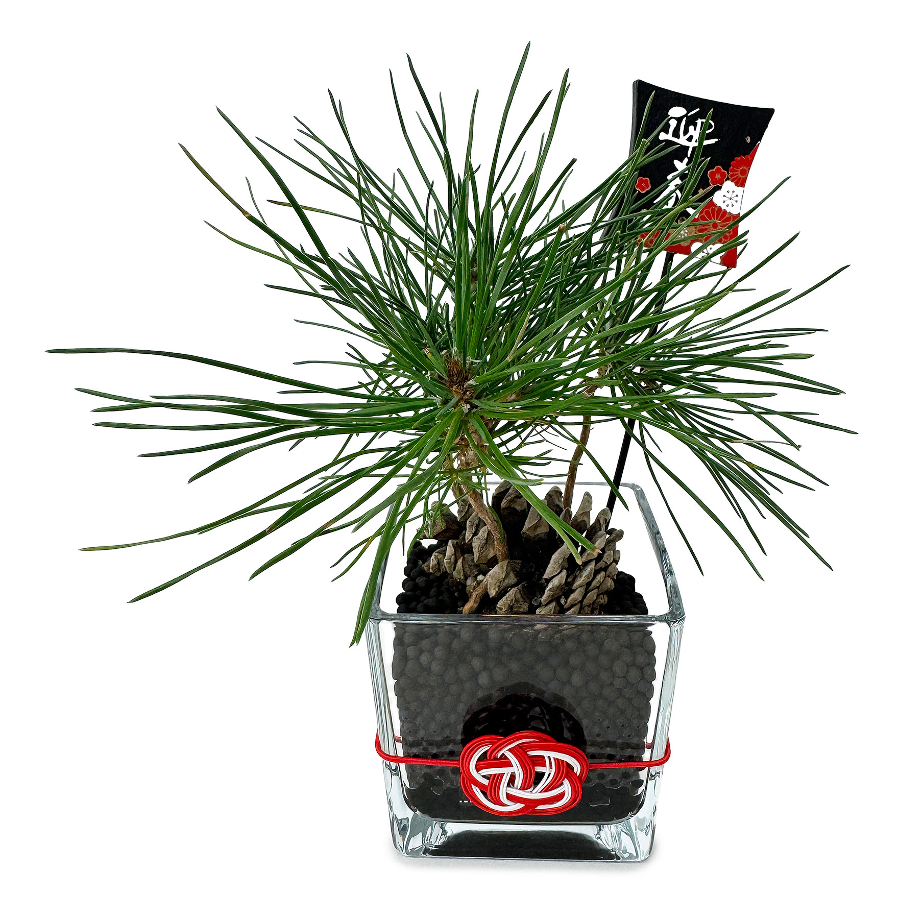 Charcoball &Charco-PLANTS（チャコボール アンド チャコプランツ