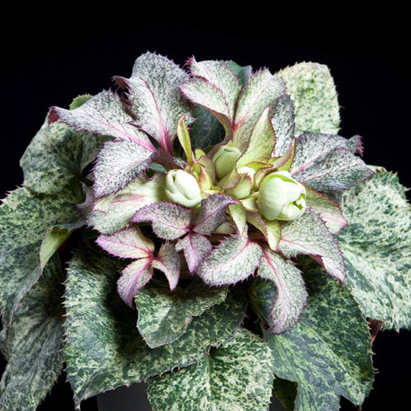 特報コーナー,童仙房ナーセリー＆ガーデンのクリスマスローズ