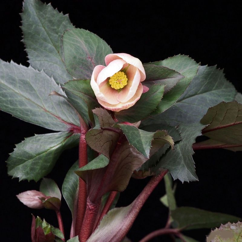 クリスマスローズ,童仙房ナーセリー＆ガーデンのクリスマスローズ