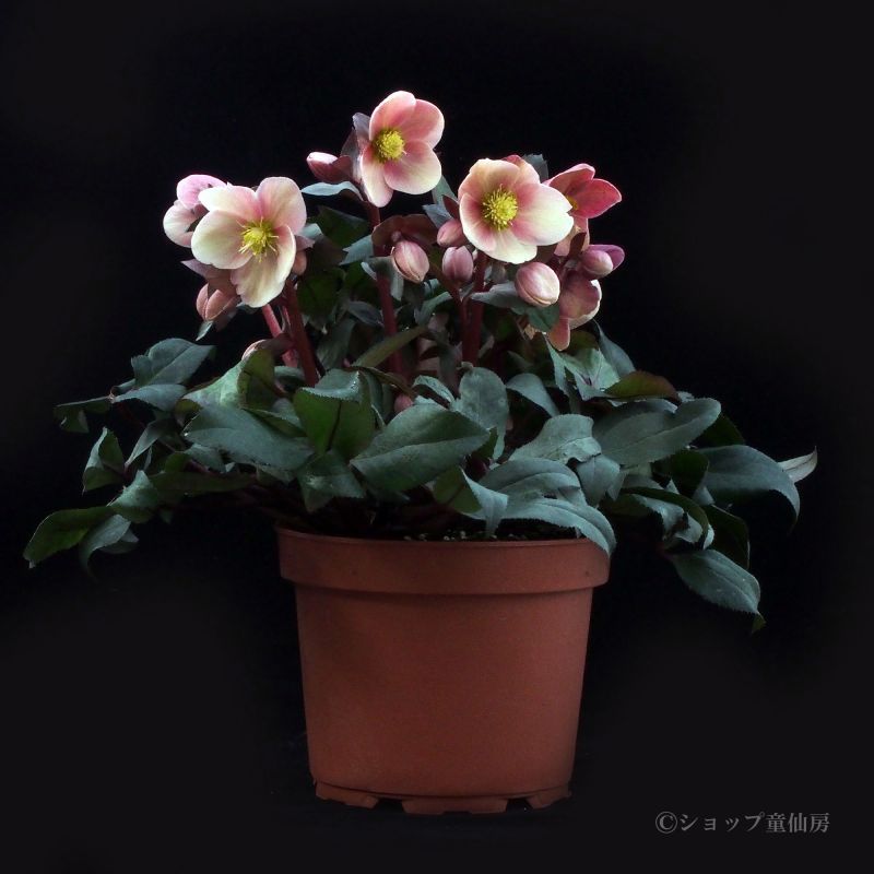 クリスマスローズ,童仙房ナーセリー＆ガーデンのクリスマスローズ