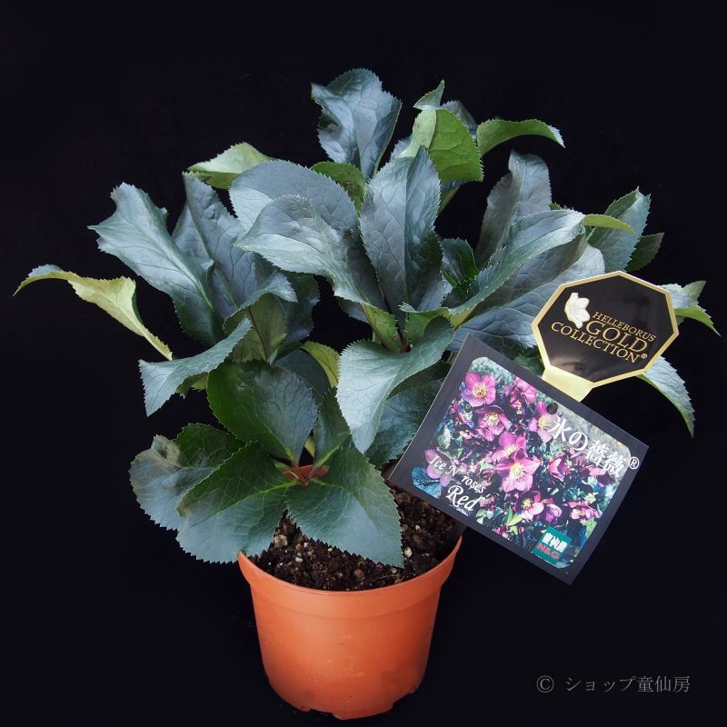 クリスマスローズ,童仙房ナーセリー＆ガーデンのクリスマスローズ,氷の