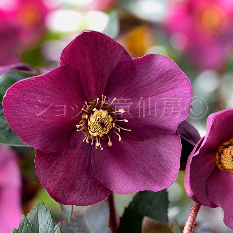 クリスマスローズ,童仙房ナーセリー＆ガーデンのクリスマスローズ,氷の