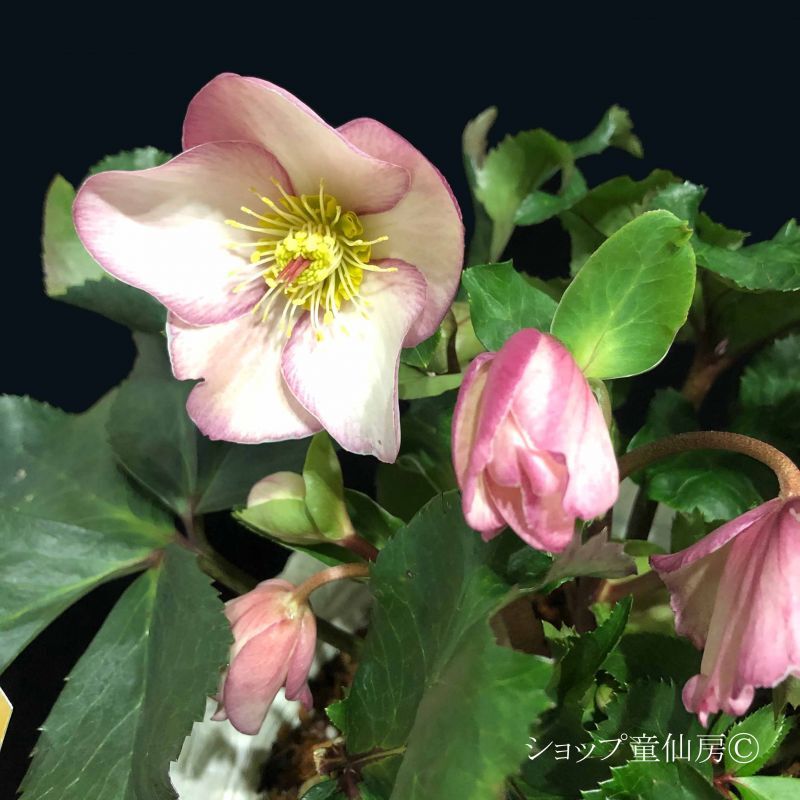 クリスマスローズ,童仙房ナーセリー＆ガーデンのクリスマスローズ,氷の