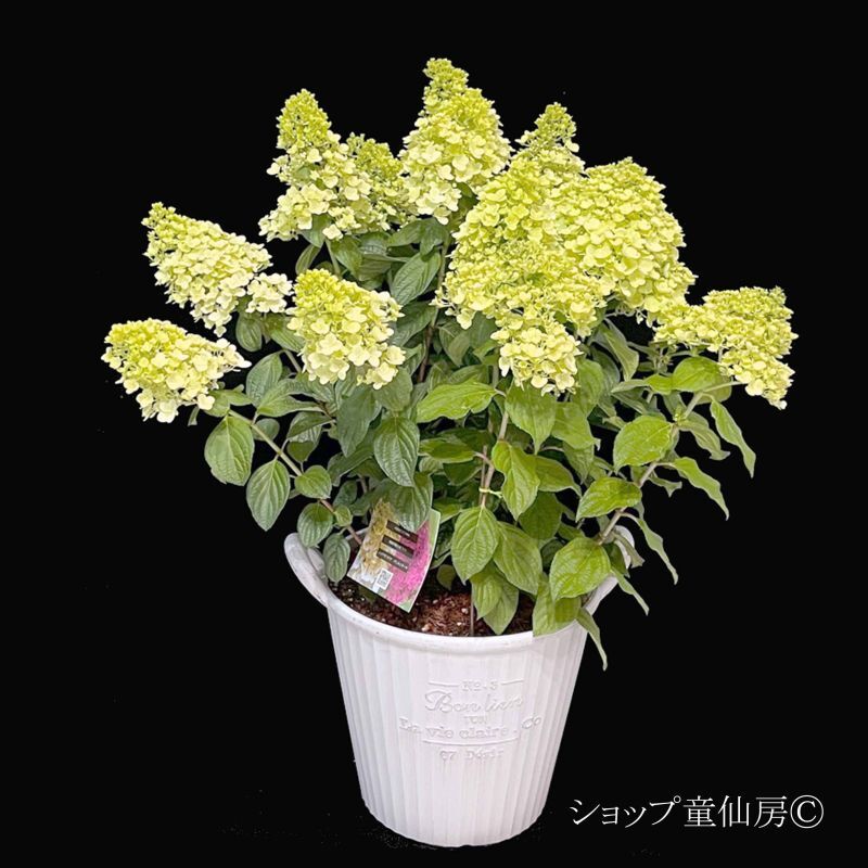 童仙房ナーセリー＆ガーデンのハイドランジア,パニキュラータ,【品種