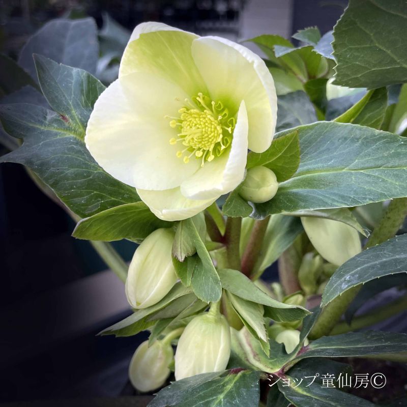 クリスマスローズ,童仙房ナーセリー＆ガーデンのクリスマスローズ