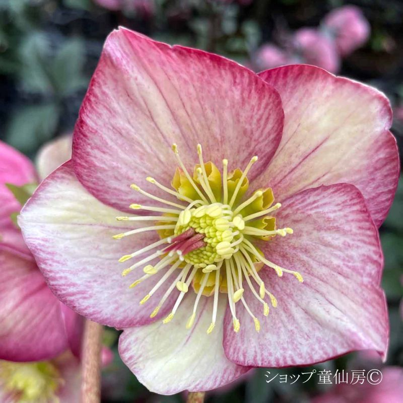 クリスマスローズ,童仙房ナーセリー＆ガーデンのクリスマスローズ,氷の