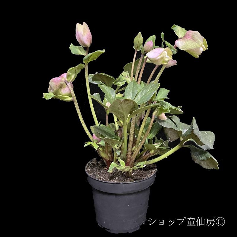 クリスマスローズ,童仙房ナーセリー＆ガーデンのクリスマスローズ,雪の