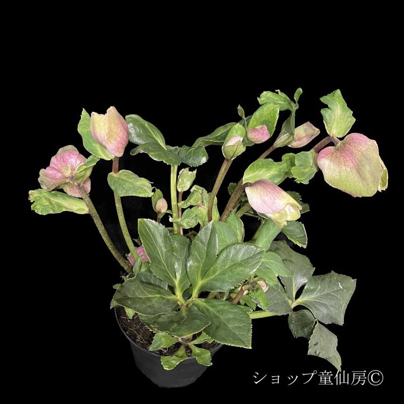 クリスマスローズ,童仙房ナーセリー＆ガーデンのクリスマスローズ,雪の