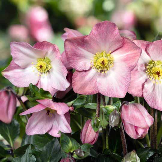 クリスマスローズ,童仙房ナーセリー＆ガーデンのクリスマスローズ,雪の