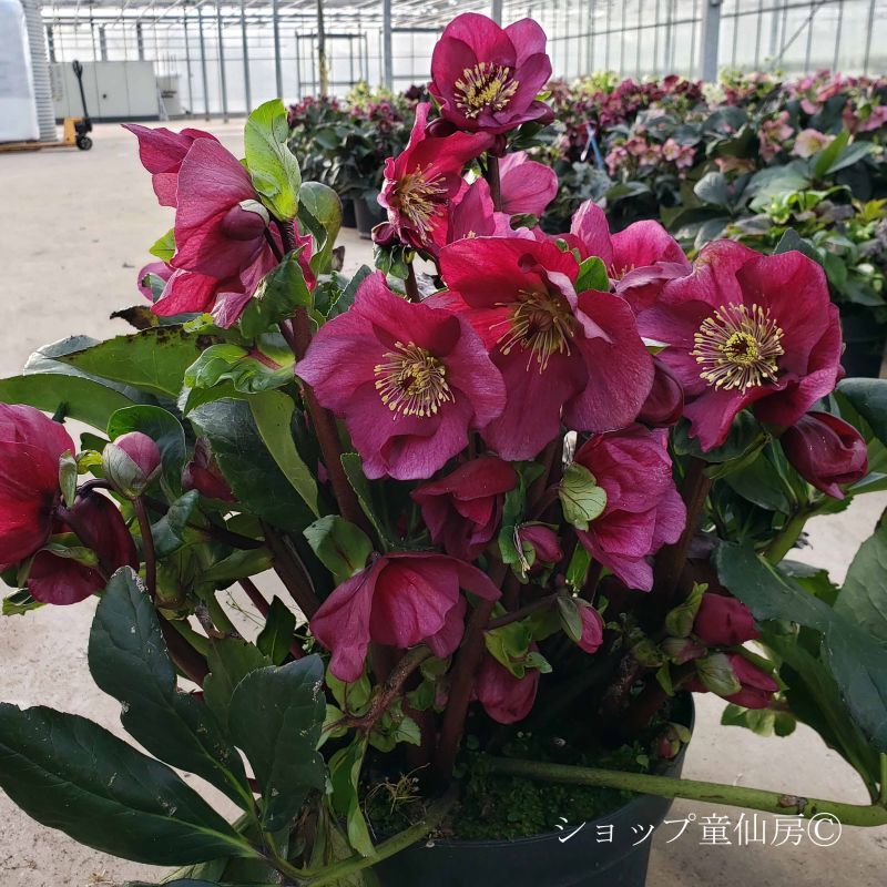 クリスマスローズ,童仙房ナーセリー＆ガーデンのクリスマスローズ,雪の