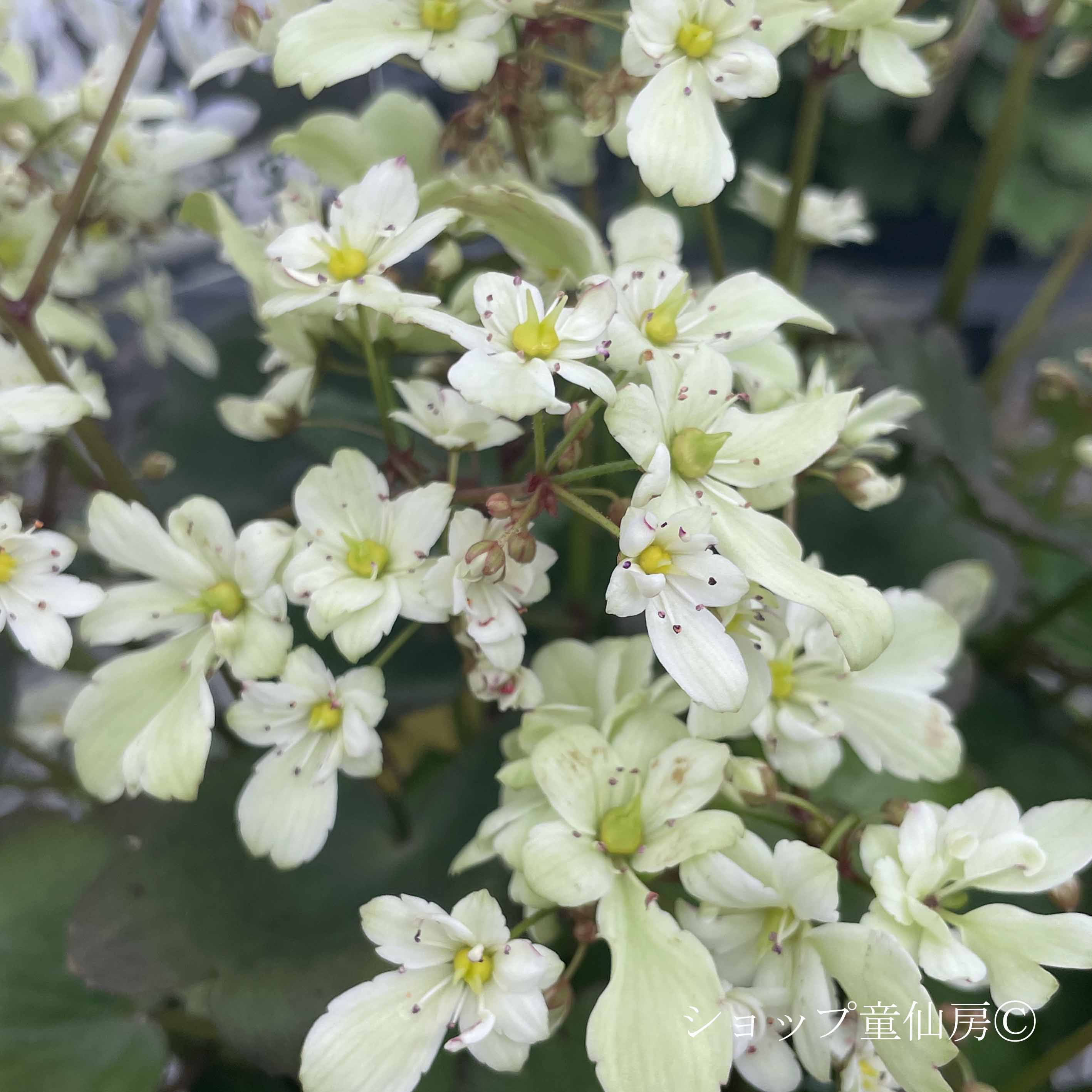 クリスマスローズ専門店ショップ童仙房 サキシフラガ・ダンシング