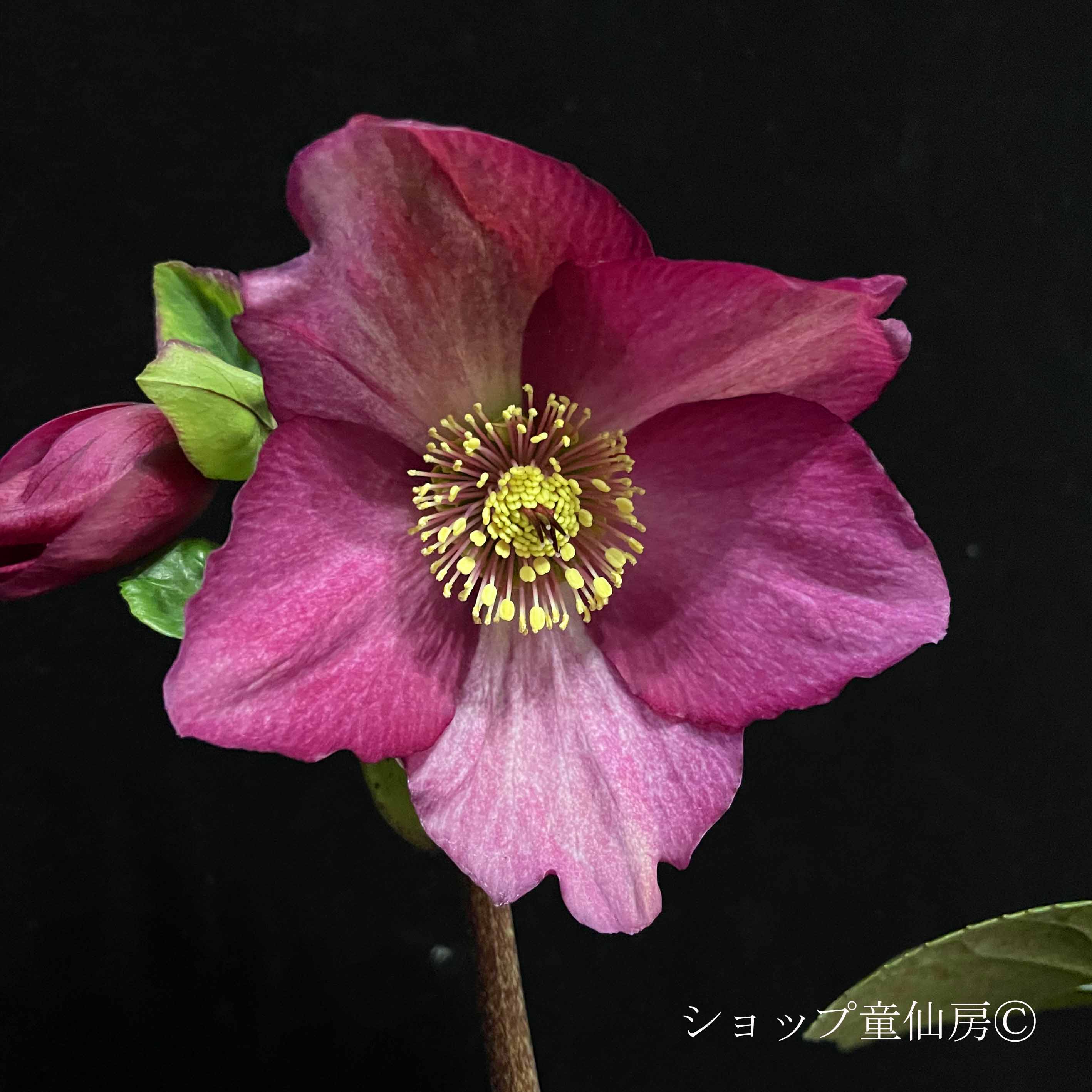 クリスマスローズ,童仙房ナーセリー＆ガーデンのクリスマスローズ,雪の