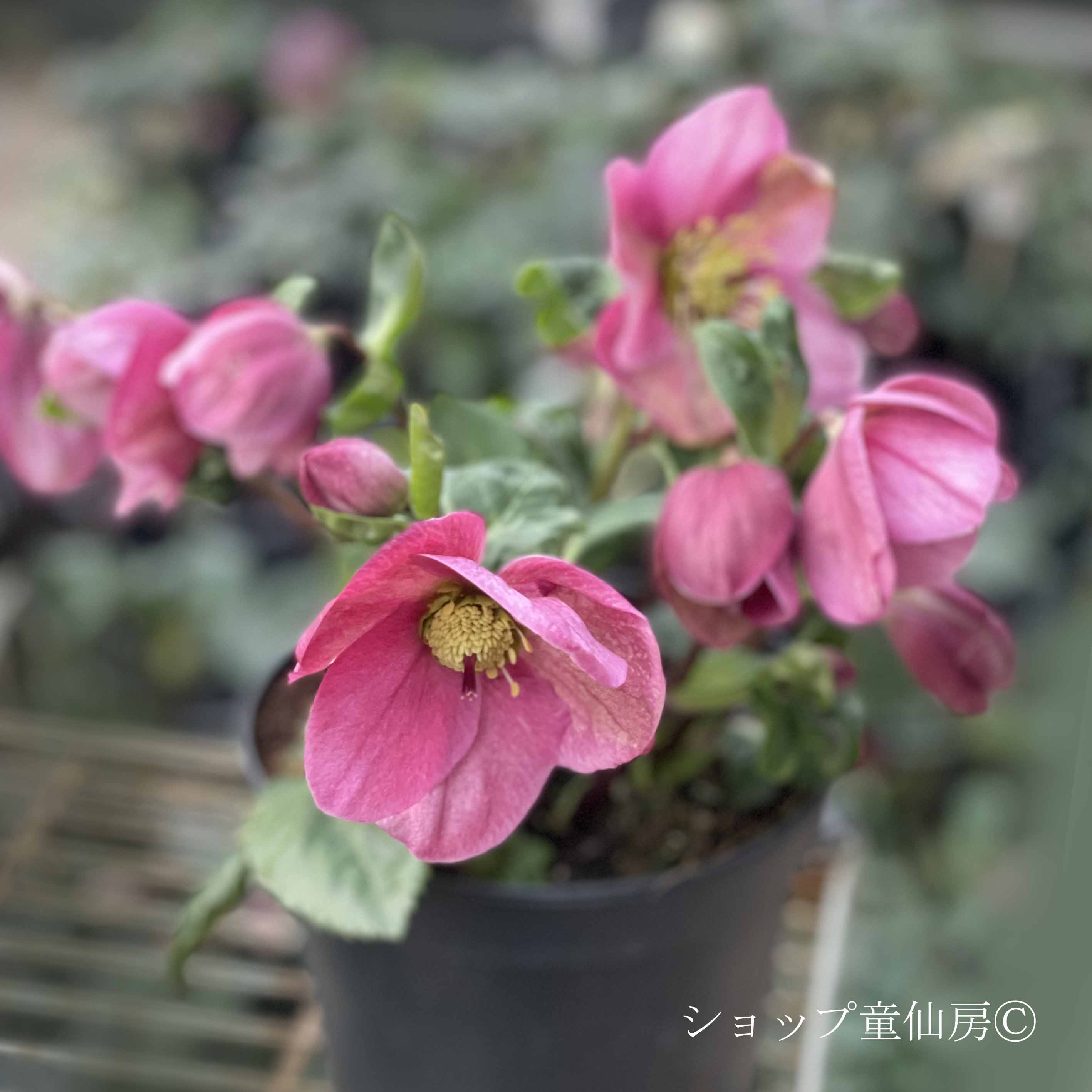 クリスマスローズ,童仙房ナーセリー＆ガーデンのクリスマスローズ,雪の