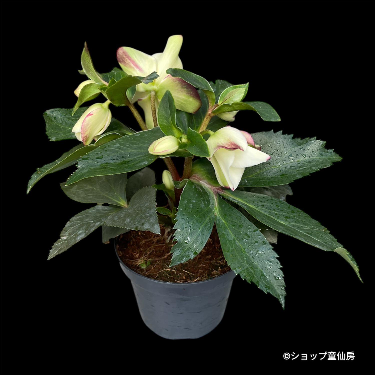 クリスマスローズ,童仙房ナーセリー＆ガーデンのクリスマスローズ,氷の