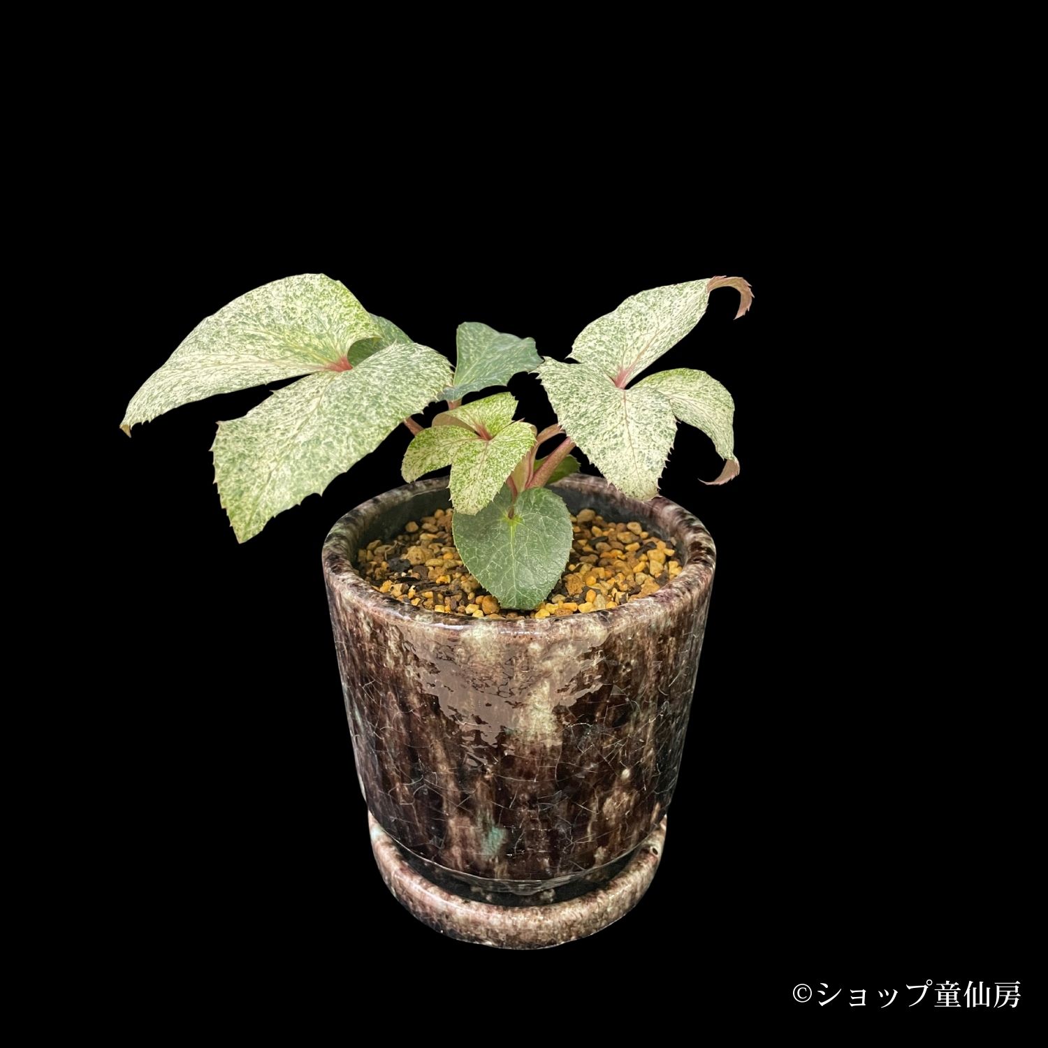 特報コーナー,童仙房ナーセリー＆ガーデンのクリスマスローズ