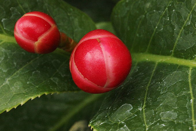椿 ハイドゥン - 「中越植物園オンラインショップ」