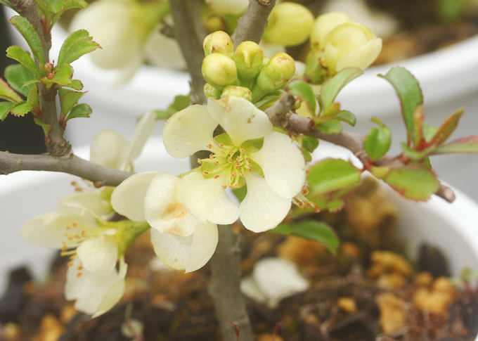 白花長寿梅(しろばなちょうじゅばい) - 「中越植物園オンラインショップ」