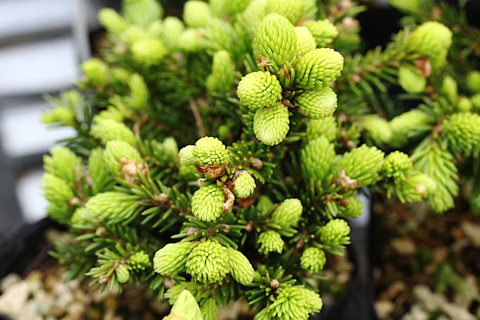 八ッ房エゾマツ - 「中越植物園オンラインショップ」