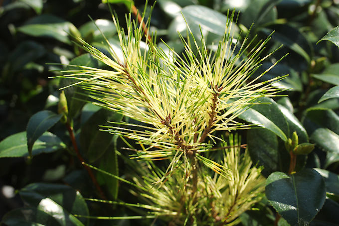 蛇の目松(じゃのめまつ) - 「中越植物園オンラインショップ」
