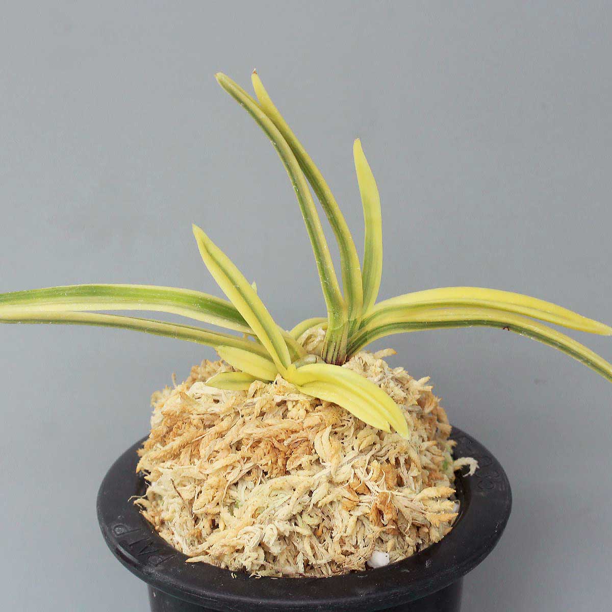 富貴蘭 御旗 (25a02) - 「中越植物園オンラインショップ」