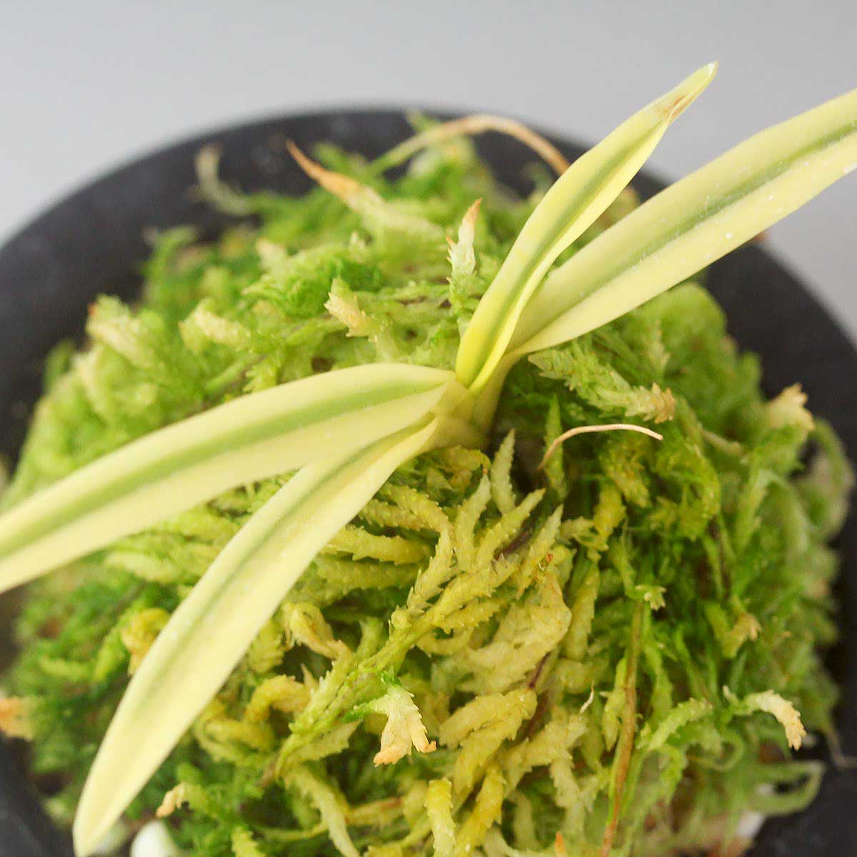 富貴蘭 満月 (25a34) - 「中越植物園オンラインショップ」