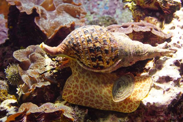 特大肉厚50㎝アラフラオオニシ法螺貝 ほら貝 ホラガイ❣️ 特大肉厚50㎝