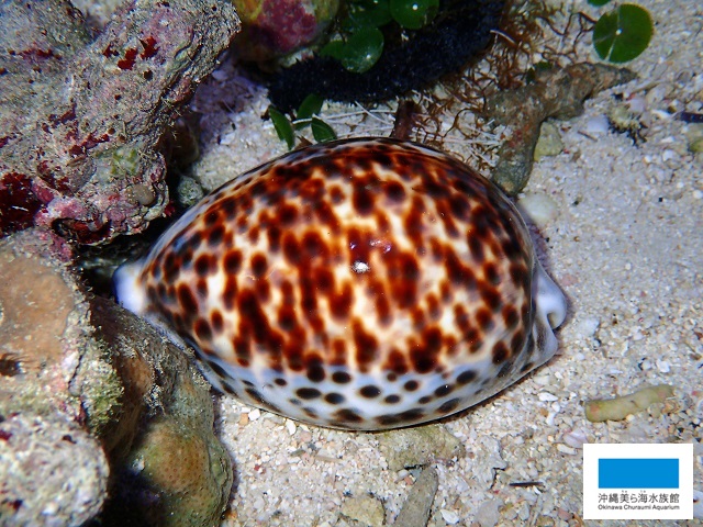 海のお宝】 | 美ら海だより | 沖縄美ら海水族館 - 沖縄の美ら海を、次