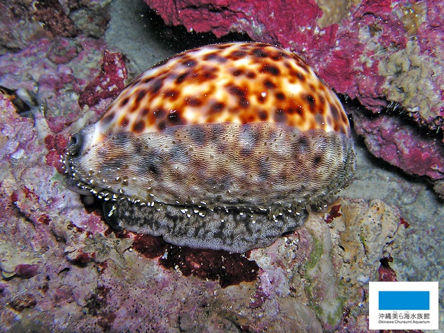 海のお宝】 | 美ら海だより | 沖縄美ら海水族館 - 沖縄の美ら海を、次