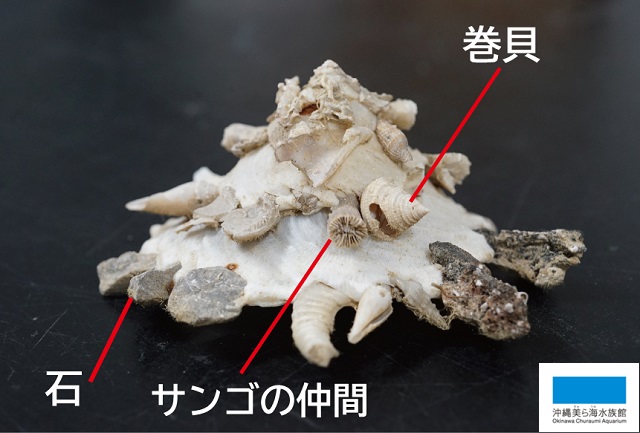 すご技生物～深海編～② クマサカガイの仲間】 | 美ら海だより | 沖縄