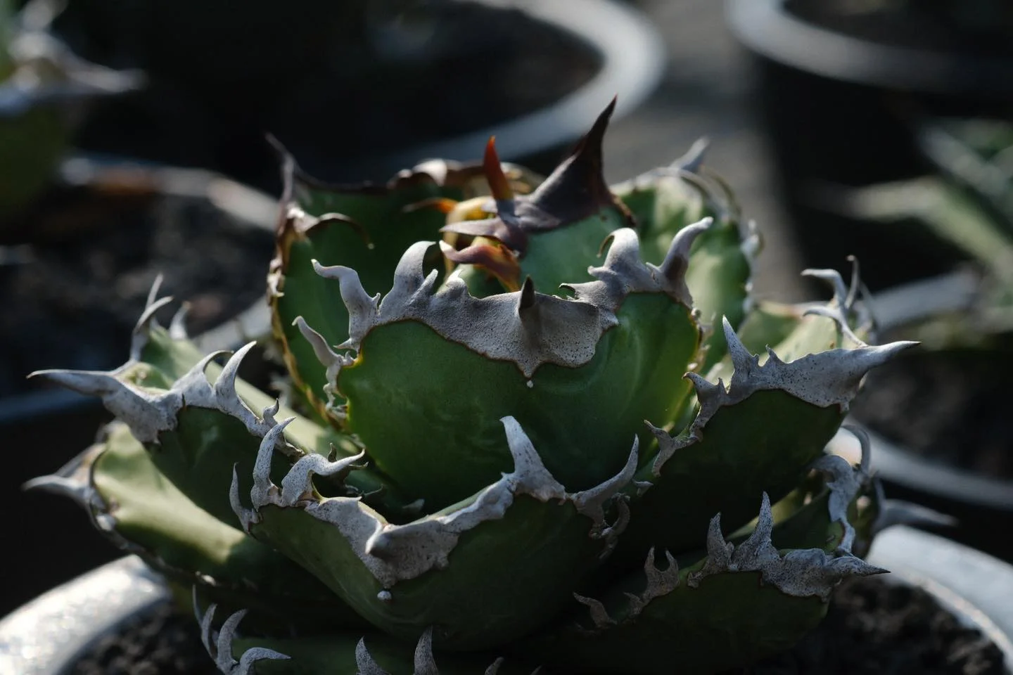 CJ-11｜CJ Series｜C.J.PLANTS