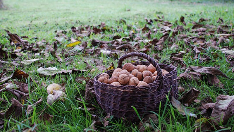 胡桃の季節 | BIOTOPIAコミュニティ（ビオトピアコミュニティ）