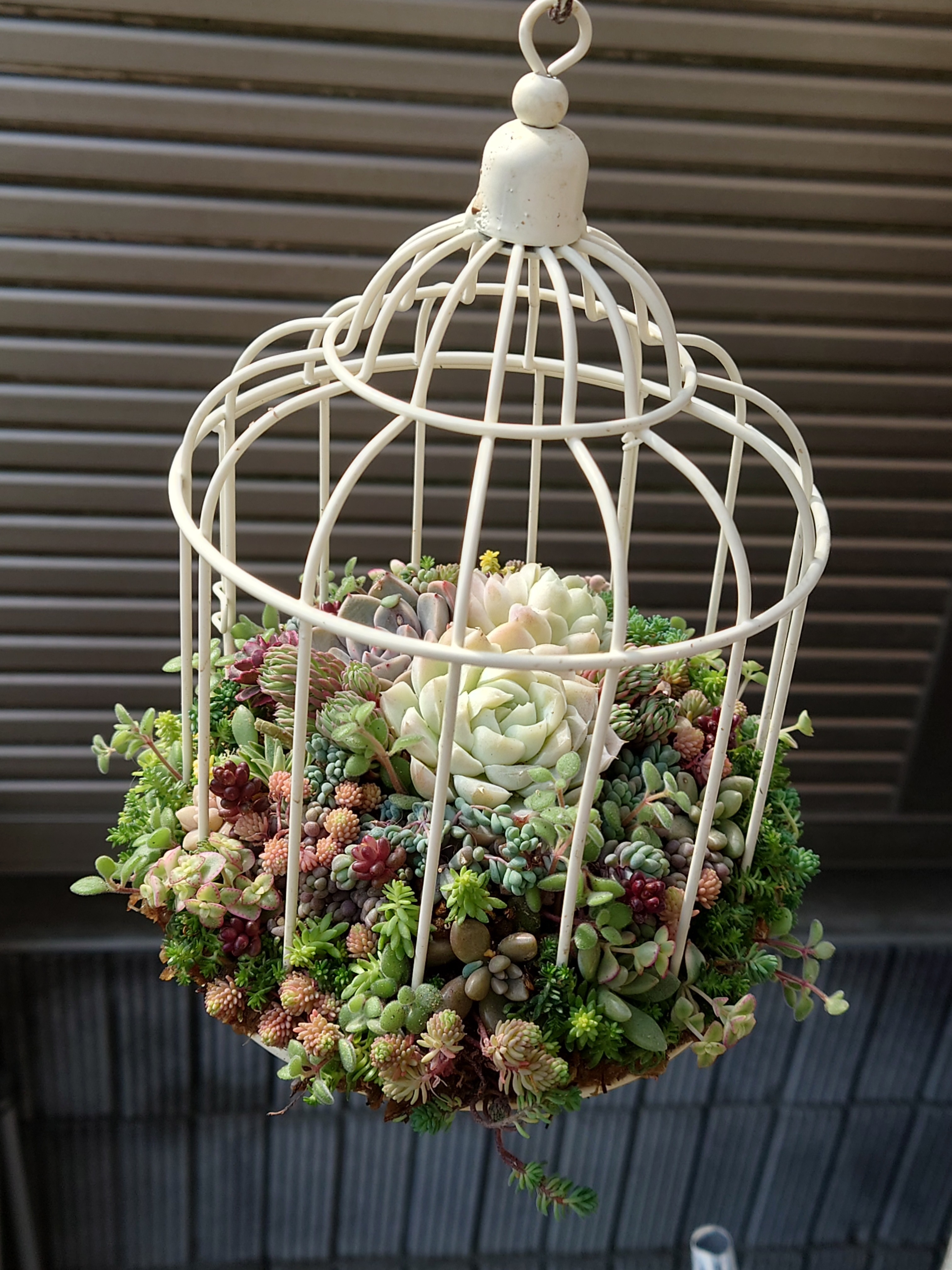 多肉植物寄せ植え（鳥かご寄せ🐦） | CAINZ DIY Square