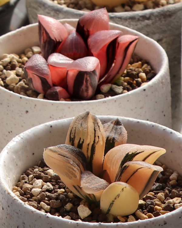 ハオルチアの紅葉／斑入りの魅力：ベイエリ―〔コレクタ〕錦とタイガー