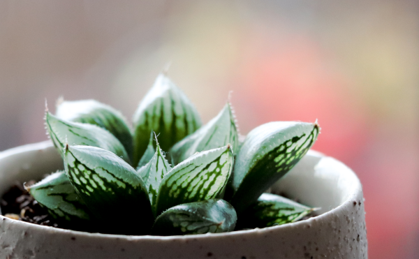 窓のきれいなハオルチア | グリーン＆インテリア ー 何気ない日々を