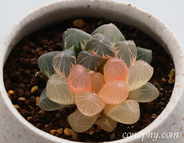 オブツーサ錦って？ 斑入りの魅力/斑を表す用語/錦の選び方 | グリーン