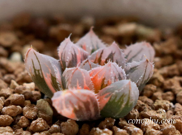 オブツーサ錦って？ 斑入りの魅力/斑を表す用語/錦の選び方 | グリーン