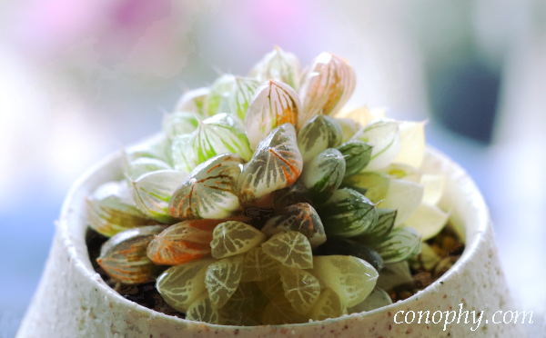 ハオルチア錦の群生：全斑（おばけ）を生かして表現豊かに | グリーン