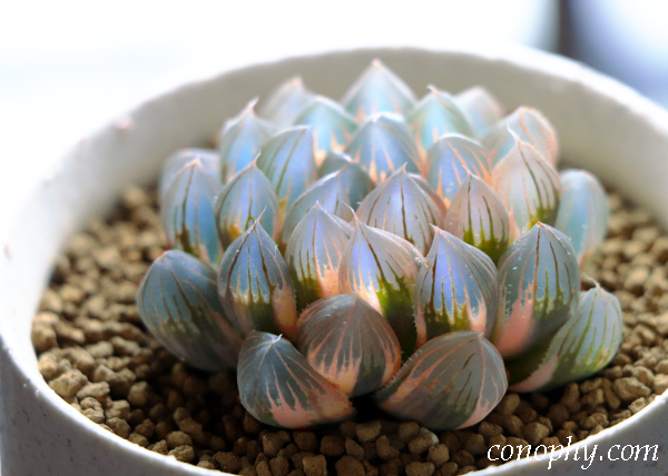 糊斑のハオルチア(白蛇伝・白銀の露など)の購入時の注意点/派手斑や全