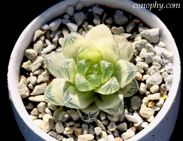 オブツーサ錦って？ 斑入りの魅力/斑を表す用語/錦の選び方 | グリーン