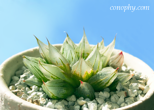 窓のきれいなハオルチア | グリーン＆インテリア ー 何気ない日々を