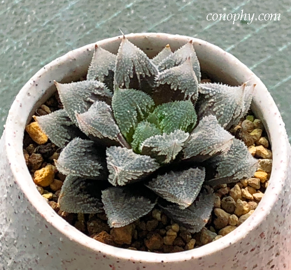 窓のきれいなハオルチア | グリーン＆インテリア ー 何気ない日々を