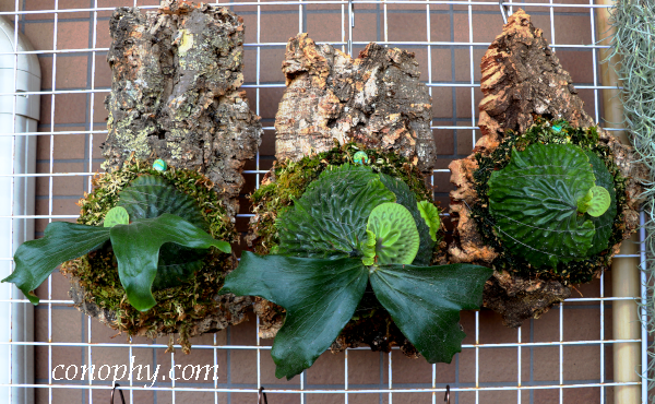 ビカクシダ・マダガスカリエンセのオリジナルクローン〔OC〕株の育て