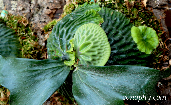 ビカクシダ・マダガスカリエンセのオリジナルクローン〔OC〕株の育て