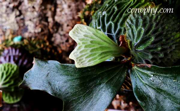 ビカクシダ・マダガスカリエンセのオリジナルクローン〔OC〕株の育て