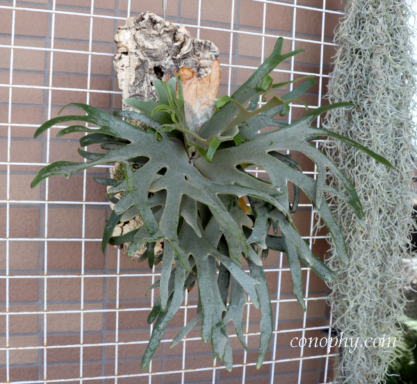 ビカクシダ・ウィリンキー・ジェイドガールの胞子培養株〔P.willinckii