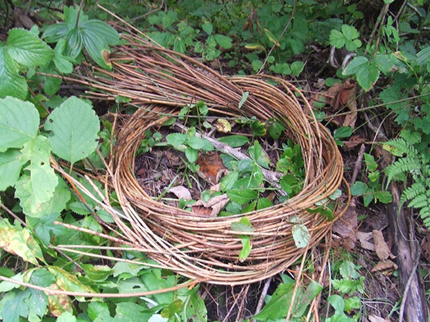 あけび蔓が山で採れるまで・その1 - ここち すたいる インテリア
