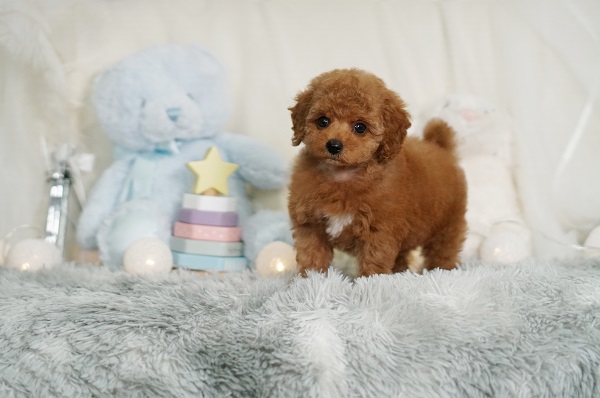 良質タイニーちゃん！ 目が大きくおっとり穏やかな可愛いレッドの