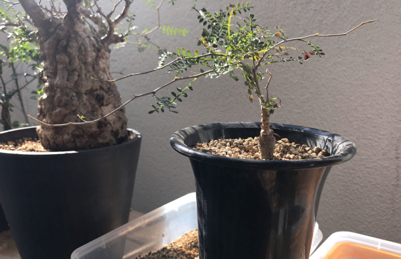 オペルクリカリア・パキプス現地実生苗／育成1年目の経過報告